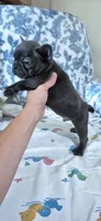 Cobalt, a male French Bulldog for sale in Brenham, TX – 10 of 10