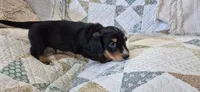 Windy, a male Miniature Dachshund for sale in Brenham, TX – 9 of 10