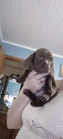 Oakley , a male Miniature Dachshund for sale in Brenham, TX – 8 of 10