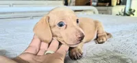 Diamond, a male Miniature Dachshund for sale in Brenham, TX – 1 of 10