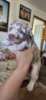 Chestnut, a male Miniature Dachshund for sale in Brenham, TX – 9 of 10