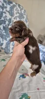 Topaz, a female Miniature Dachshund for sale in Brenham, TX – 5 of 10