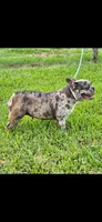 Spice, a female French Bulldog for sale in Brenham, TX – 2 of 3
