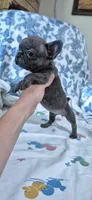 Opal, a female French Bulldog for sale in Brenham, TX – 10 of 10