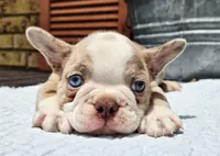 Emerald, a male French Bulldog for sale in Brenham, TX – 4 of 7