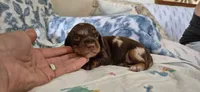 Topaz, a female Miniature Dachshund for sale in Brenham, TX – 6 of 10