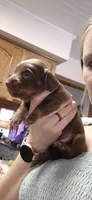 Maple, a female Miniature Dachshund for sale in Brenham, TX – 3 of 10