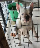 Banjo , a male French Bulldog for sale in Brenham, TX – 6 of 9