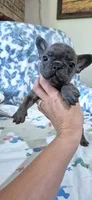 Opal, a female French Bulldog for sale in Brenham, TX – 6 of 10