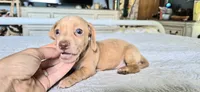 Diamond, a male Miniature Dachshund for sale in Brenham, TX – 4 of 10