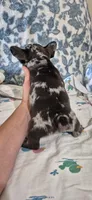 Emerald, a male French Bulldog for sale in Brenham, TX – 5 of 10