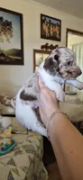 Peach, a female Miniature Dachshund for sale in Brenham, TX – 9 of 10