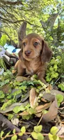 Poptart, a male Miniature Dachshund for sale in Brenham, TX – Photo 8 of 9