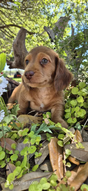 Poptart – Miniature Dachshund puppy for sale in Brenham, TX