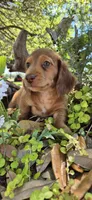 Poptart, a male Miniature Dachshund for sale in Brenham, TX – Photo 1 of 9