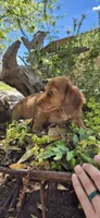 Poptart, a male Miniature Dachshund for sale in Brenham, TX – Photo 6 of 9