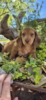 Poptart, a male Miniature Dachshund for sale in Brenham, TX – Photo 4 of 9