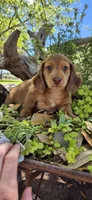 Poptart, a male Miniature Dachshund for sale in Brenham, TX – Photo 9 of 9