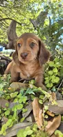 Poptart, a male Miniature Dachshund for sale in Brenham, TX – Photo 7 of 9