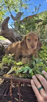 Poptart, a male Miniature Dachshund for sale in Brenham, TX – Photo 3 of 9