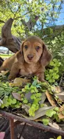 Poptart, a male Miniature Dachshund for sale in Brenham, TX – Photo 2 of 9
