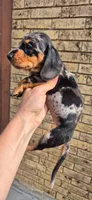 Dandelion, a female Miniature Dachshund for sale in Brenham, TX – 7 of 10