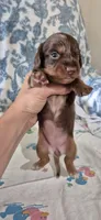 Topaz, a female Miniature Dachshund for sale in Brenham, TX – 10 of 10