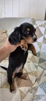 Windy, a male Miniature Dachshund for sale in Brenham, TX – 2 of 10