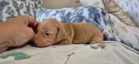 Diamond, a male Miniature Dachshund for sale in Brenham, TX – 6 of 10