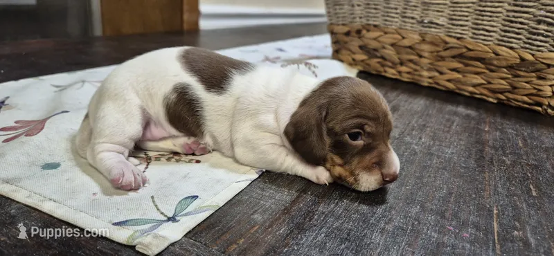 Mag – Miniature Dachshund puppy for sale in Brenham, TX