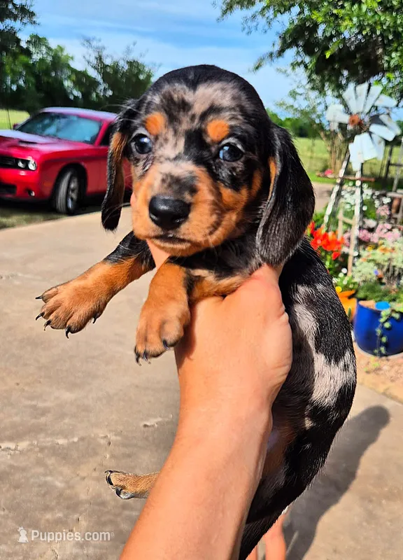 Dandelion – Miniature Dachshund puppy for sale in Brenham, TX
