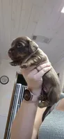 Maple, a female Miniature Dachshund for sale in Brenham, TX – 5 of 10