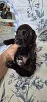 Spruce, a male Miniature Dachshund for sale in Brenham, TX – 4 of 8