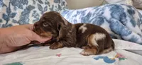Topaz, a female Miniature Dachshund for sale in Brenham, TX – 4 of 10