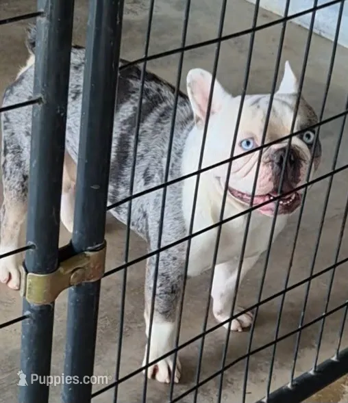 Banjo  – French Bulldog puppy for sale in Brenham, TX