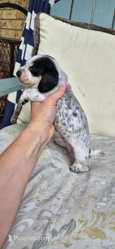 Blackberry – Miniature Dachshund puppy for sale in Brenham, TX
