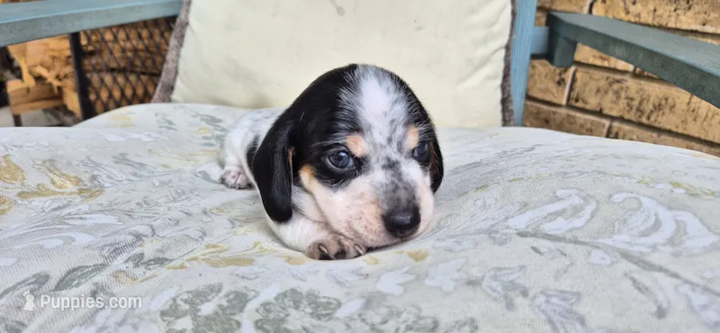 Blackberry – Miniature Dachshund puppy for sale in Brenham, TX