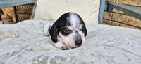 Blackberry, a female Miniature Dachshund for sale in Brenham, TX – Photo 1 of 10