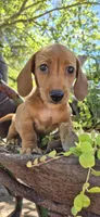 Popcicle, a female Miniature Dachshund for sale in Brenham, TX – Photo 7 of 10