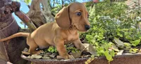 Popcicle, a female Miniature Dachshund for sale in Brenham, TX – Photo 8 of 10