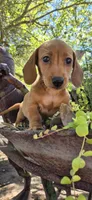 Popcicle, a female Miniature Dachshund for sale in Brenham, TX – Photo 10 of 10