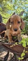 Popcicle, a female Miniature Dachshund for sale in Brenham, TX – Photo 6 of 10
