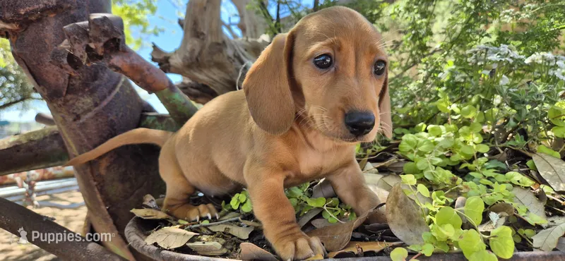 Popcicle – Miniature Dachshund puppy for sale in Brenham, TX