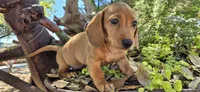 Popcicle, a female Miniature Dachshund for sale in Brenham, TX – Photo 1 of 10