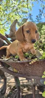 Popcicle, a female Miniature Dachshund for sale in Brenham, TX – Photo 3 of 10