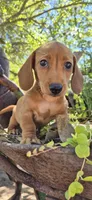 Popcicle, a female Miniature Dachshund for sale in Brenham, TX – Photo 5 of 10