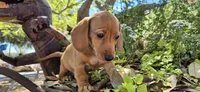 Popcicle, a female Miniature Dachshund for sale in Brenham, TX – Photo 2 of 10