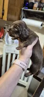 Maple, a female Miniature Dachshund for sale in Brenham, TX – 10 of 10