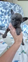 Opal, a female French Bulldog for sale in Brenham, TX – 7 of 10