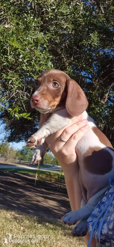 Magnolia – Miniature Dachshund puppy for sale in Brenham, TX